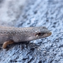 Saproscincus mustelinus at Tathra, NSW - 8 Nov 2024 04:54 PM
