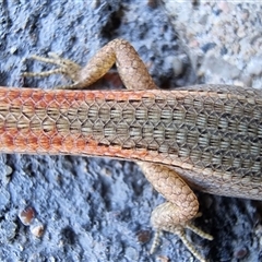 Saproscincus mustelinus at Tathra, NSW - 8 Nov 2024 04:54 PM