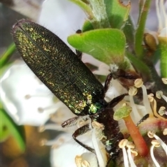 Unidentified Checkered Beetles (Cleridae) at Majors Creek, NSW - 22 Nov 2024 by LyndalT