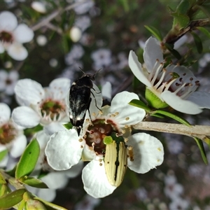 Castiarina sexguttata at Majors Creek, NSW - 22 Nov 2024