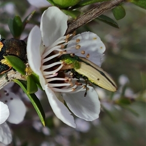 Castiarina sexguttata at Majors Creek, NSW - 22 Nov 2024