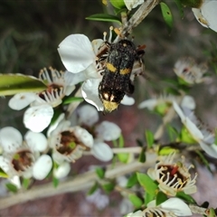 Unidentified Checkered Beetles (Cleridae) at Majors Creek, NSW - 22 Nov 2024 by LyndalT