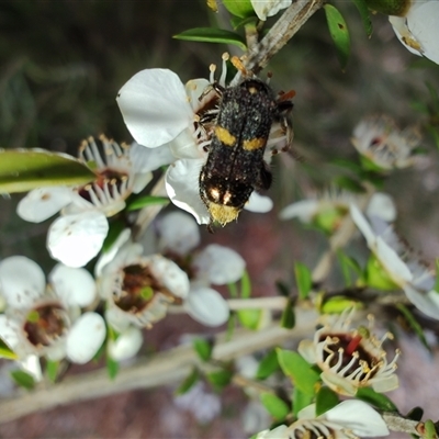 Unidentified Checkered Beetles (Cleridae) at Majors Creek, NSW - 22 Nov 2024 by LyndalT