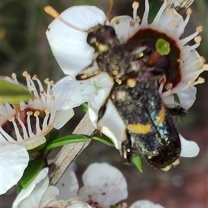 Eleale pulchra at Majors Creek, NSW - 22 Nov 2024