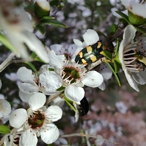 Castiarina sexplagiata at Majors Creek, NSW - 22 Nov 2024