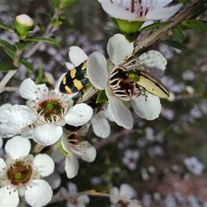 Castiarina sexplagiata at Majors Creek, NSW - 22 Nov 2024