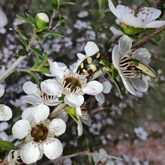 Castiarina sexplagiata at Majors Creek, NSW - 22 Nov 2024