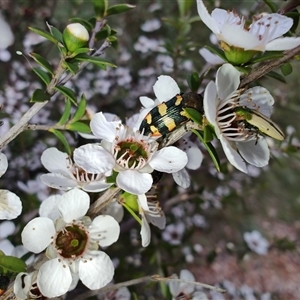 Castiarina sexplagiata at Majors Creek, NSW - 22 Nov 2024