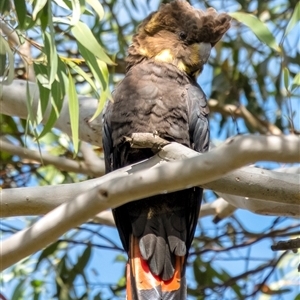 Calyptorhynchus lathami lathami at Penrose, NSW - suppressed