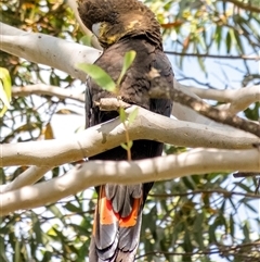 Calyptorhynchus lathami lathami at Penrose, NSW - suppressed