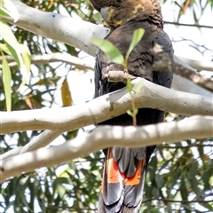 Calyptorhynchus lathami lathami at Penrose, NSW - suppressed