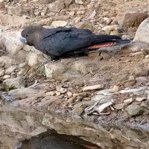 Calyptorhynchus lathami lathami at Penrose, NSW - suppressed