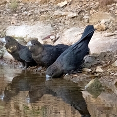 Calyptorhynchus lathami lathami at Penrose, NSW - suppressed