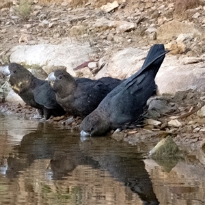 Calyptorhynchus lathami lathami at Penrose, NSW - suppressed