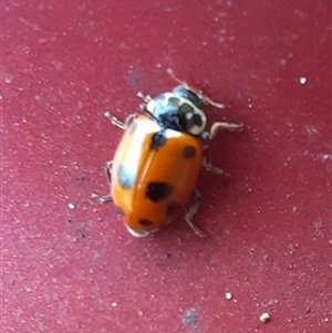 Hippodamia variegata (Spotted Amber Ladybird) at Richardson, ACT by MB