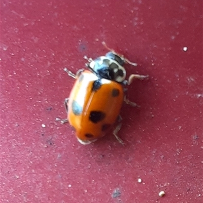 Unidentified Lady beetle (Coccinellidae) at Richardson, ACT - 21 Nov 2024 by MB