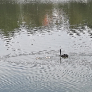 Cygnus atratus (Black Swan) at Greenway, ACT by MB