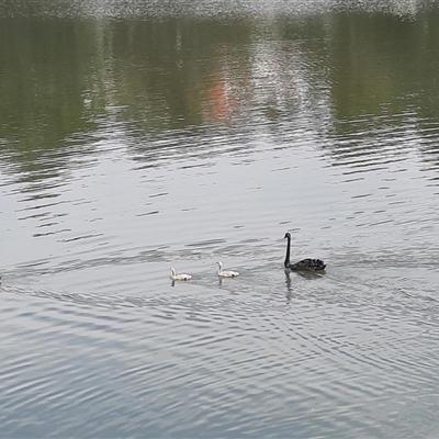 Cygnus atratus (Black Swan) at Greenway, ACT - 24 Nov 2024 by MB