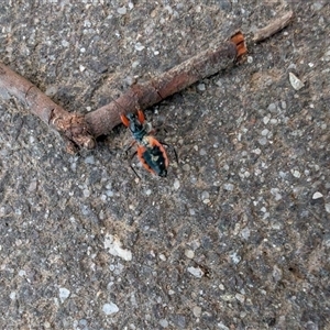 Ectomocoris patricius at Lawson, ACT - 24 Nov 2024 07:47 PM