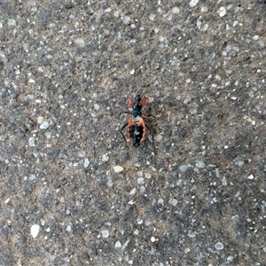 Ectomocoris patricius at Lawson, ACT - 24 Nov 2024 07:47 PM