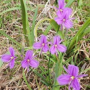 Thysanotus tuberosus at Diggers Camp, NSW - 25 Nov 2024