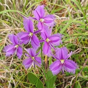 Thysanotus tuberosus at Diggers Camp, NSW - 25 Nov 2024