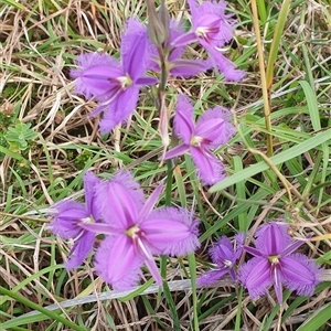 Thysanotus tuberosus at Diggers Camp, NSW - 25 Nov 2024