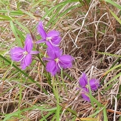 Thysanotus tuberosus at Diggers Camp, NSW - 25 Nov 2024