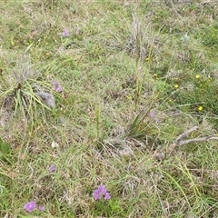 Thysanotus tuberosus at Diggers Camp, NSW - 25 Nov 2024