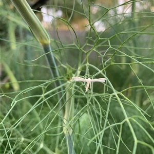 Imbophorus aptalis (White Plume Moth) at Karabar, NSW by Eland