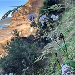 Pelargonium australe at Pretty Beach, NSW - 22 Nov 2024 by WalterEgo