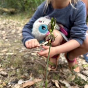 Cryptostylis erecta at Pretty Beach, NSW - suppressed