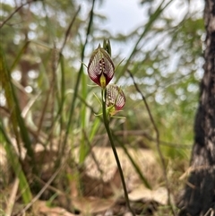 Cryptostylis erecta at Pretty Beach, NSW - suppressed