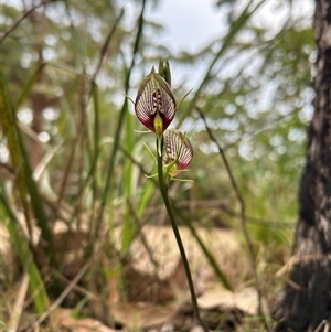 Cryptostylis erecta at Pretty Beach, NSW - suppressed