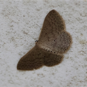 Idaea costaria at Moruya, NSW - suppressed