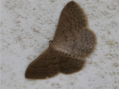 Idaea costaria (White-edged Wave) at Moruya, NSW - 23 Nov 2024 by LisaH