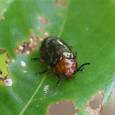 Lamprolina (genus) (Pittosporum leaf beetle) at Moruya, NSW - 24 Nov 2024 by LisaH