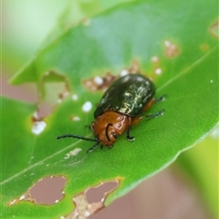 Lamprolina (genus) at Moruya, NSW - suppressed