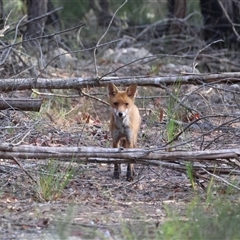 Vulpes vulpes (Red Fox) at Moruya, NSW - 23 Nov 2024 by LisaH