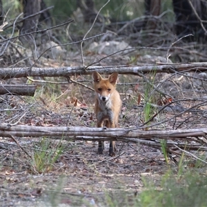 Vulpes vulpes at Moruya, NSW - suppressed