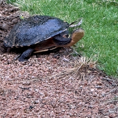 Chelodina longicollis (Eastern Long-necked Turtle) at Mittagong, NSW - 13 Nov 2024 by Span102