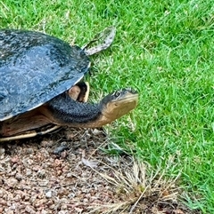 Chelodina longicollis at Mittagong, NSW - suppressed