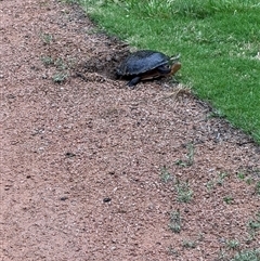 Chelodina longicollis at Mittagong, NSW - suppressed