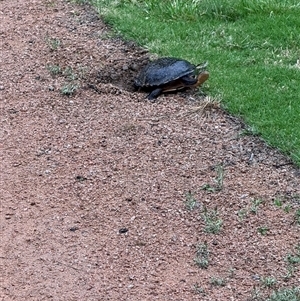 Chelodina longicollis at Mittagong, NSW - suppressed