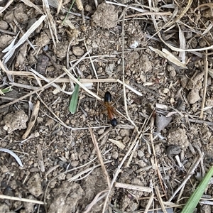 Camponotus consobrinus at Lyons, ACT - 25 Nov 2024