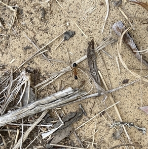 Camponotus consobrinus at Lyons, ACT - 25 Nov 2024