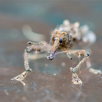 Unidentified Weevil (Curculionoidea) by LisaH