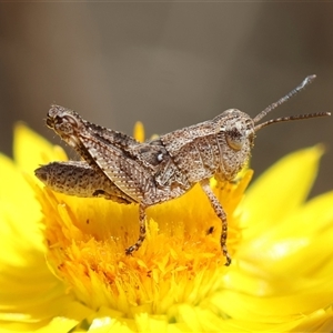 Phaulacridium vittatum at Hughes, ACT - 24 Nov 2024