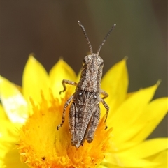 Phaulacridium vittatum at Hughes, ACT - 24 Nov 2024