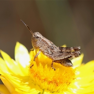 Phaulacridium vittatum at Hughes, ACT - 24 Nov 2024 02:59 PM